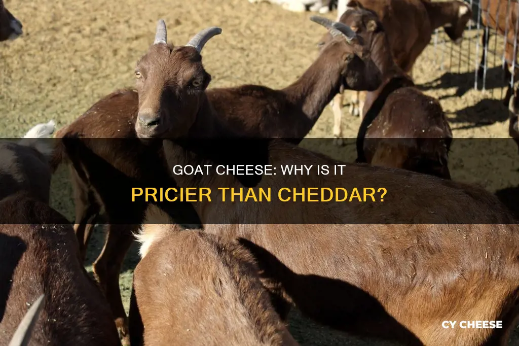 is goat cheese more expensive than cheddar cheese