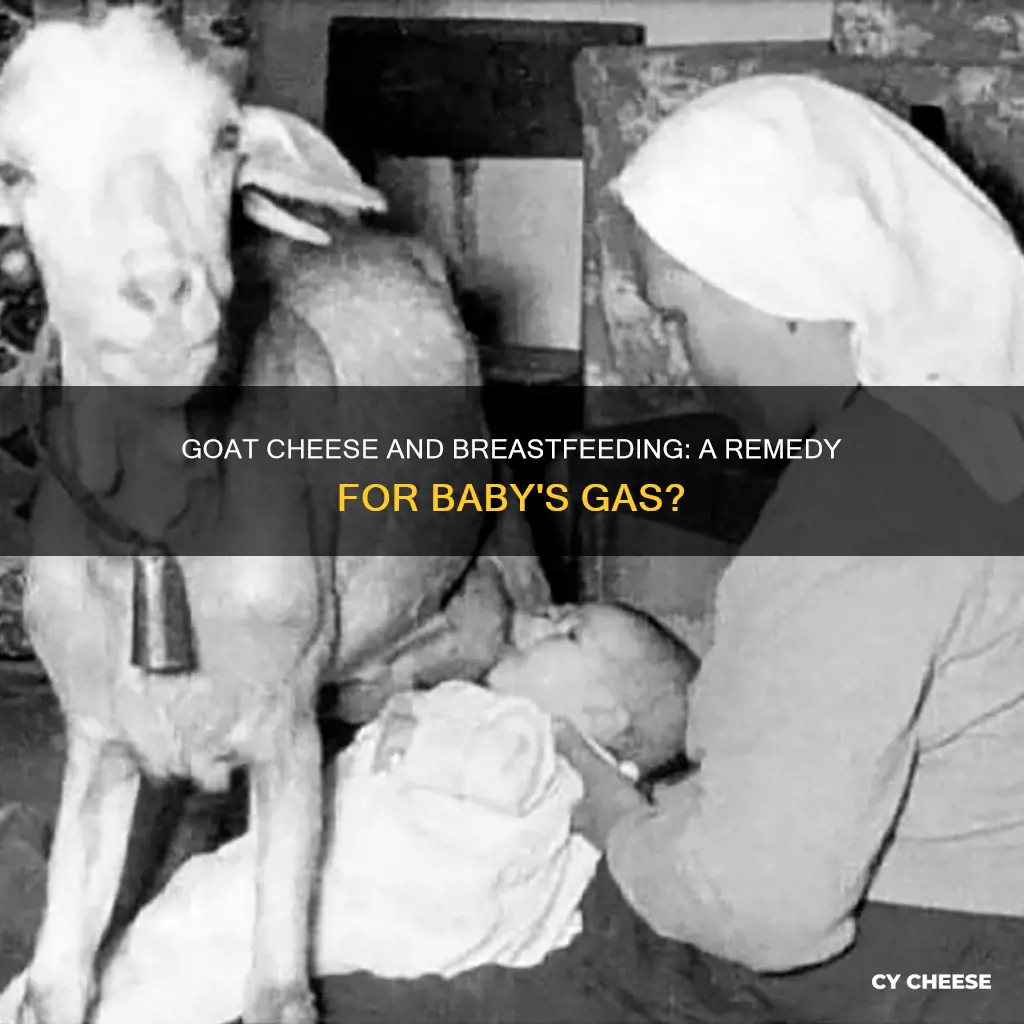 is goat cheese ok for breastfeeding a gassy baby