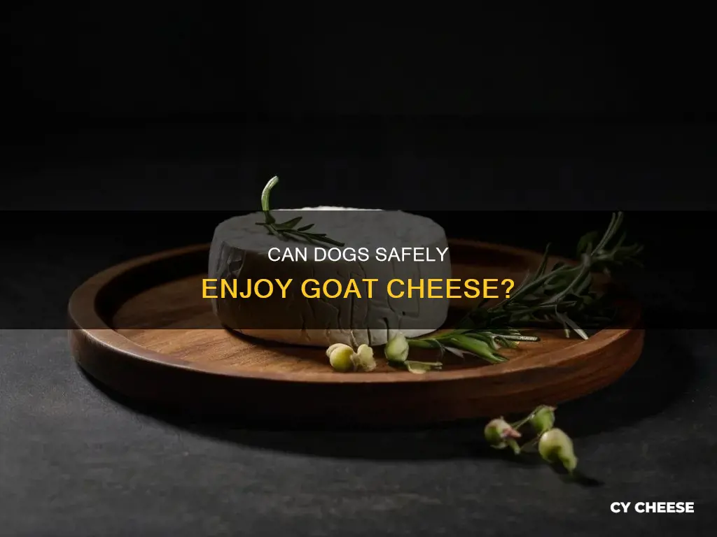 is goat cheese ok for dogs