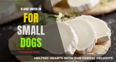 Goat Cheese: A Healthy Treat for Small Dogs?