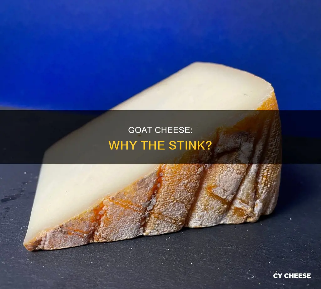 is goat cheese supposed to smell bad