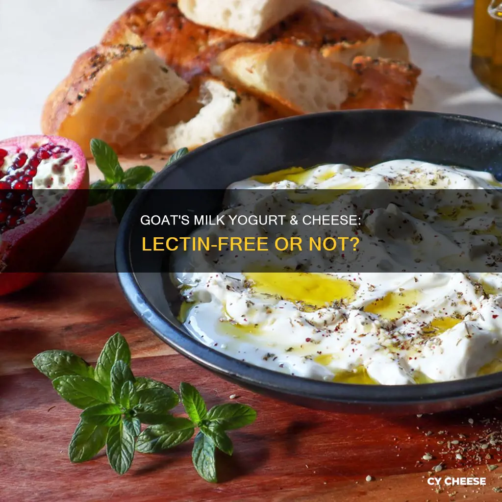 is goat milk yogurt & cheese high in lectins