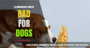 Gorgonzola Cheese: Safe or Harmful for Dogs?