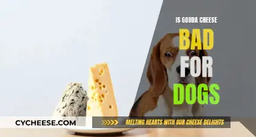 Gouda for Dogs: A Healthy Treat or Not?