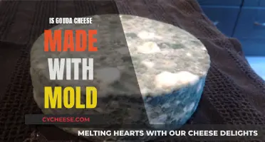 Gouda Cheese and Mold: A Tasty Partnership