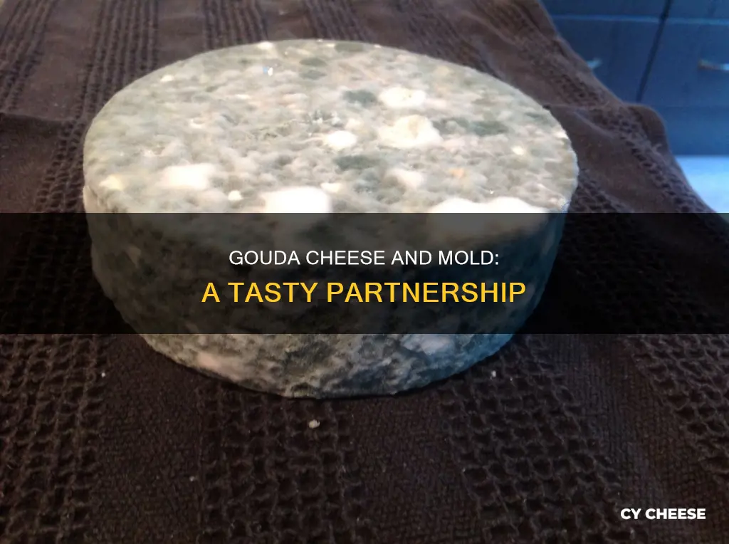 is gouda cheese made with mold