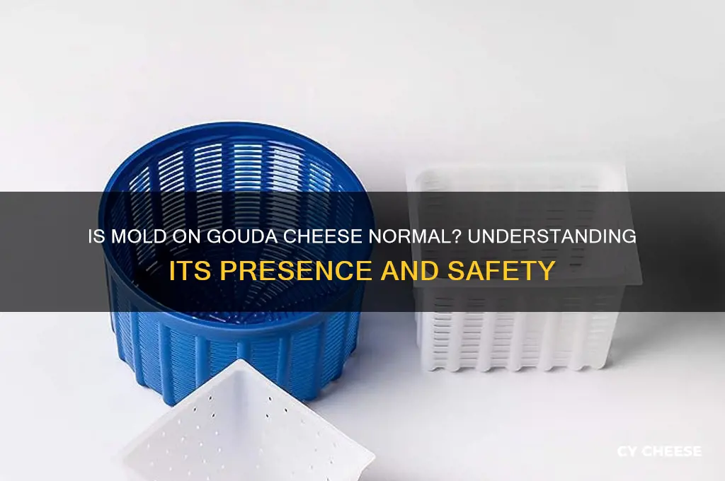 is gouda cheese supposed to have mold on it