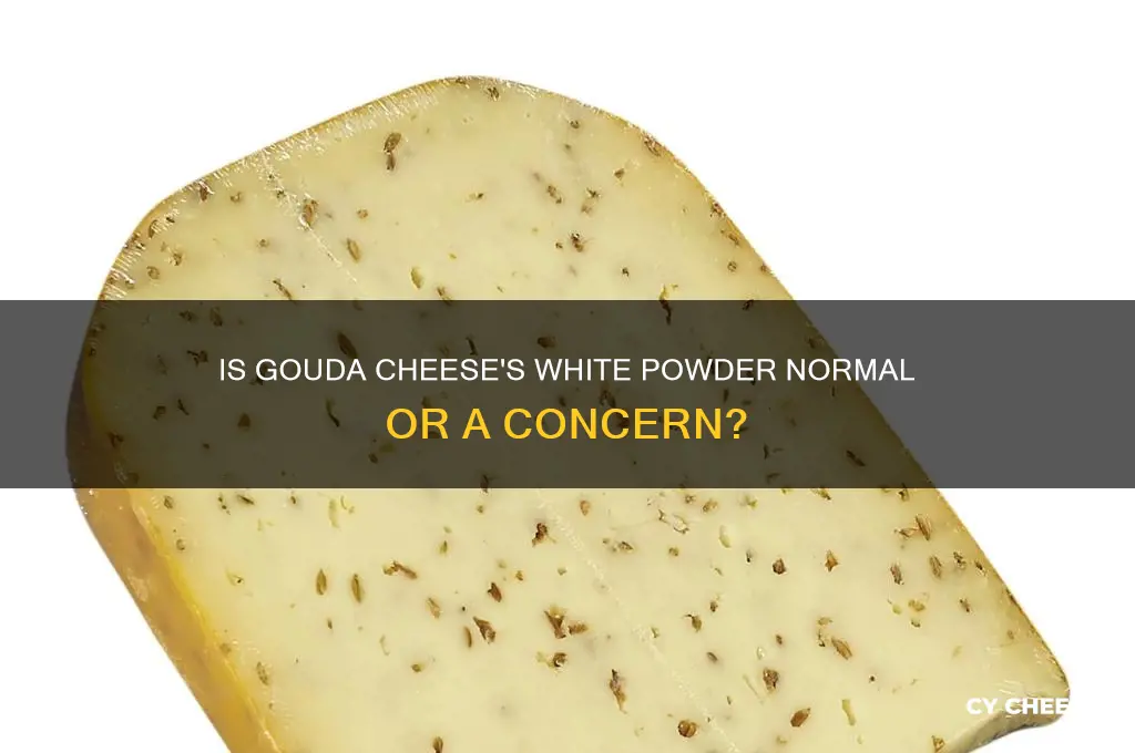 is gouda cheese supposed to have white powder on it