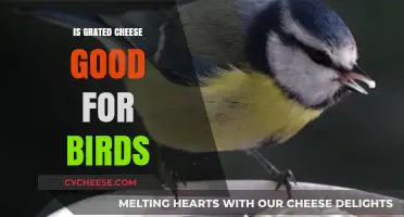 Is Grated Cheese Safe for Birds? A Nutritional Analysis