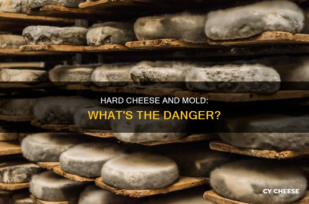 is hard cheese bad when it molds