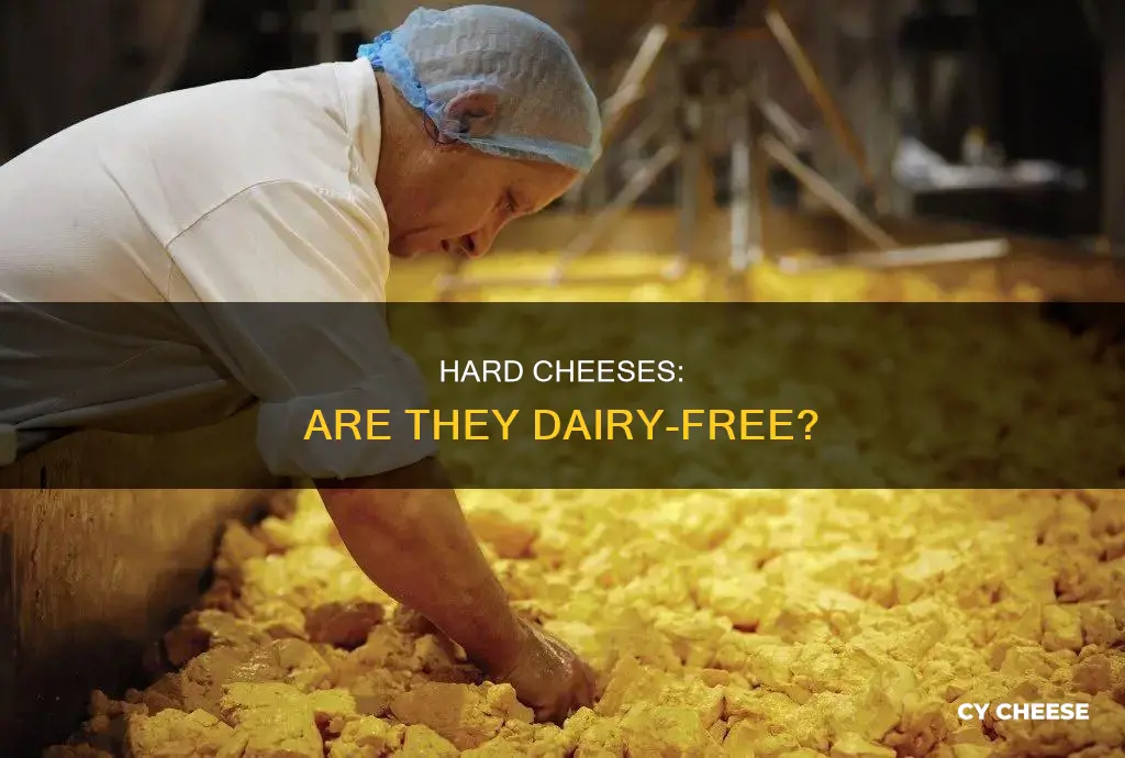 is hard cheese dairy free