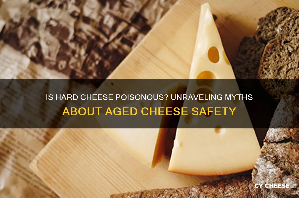 is hard cheese poisnonous