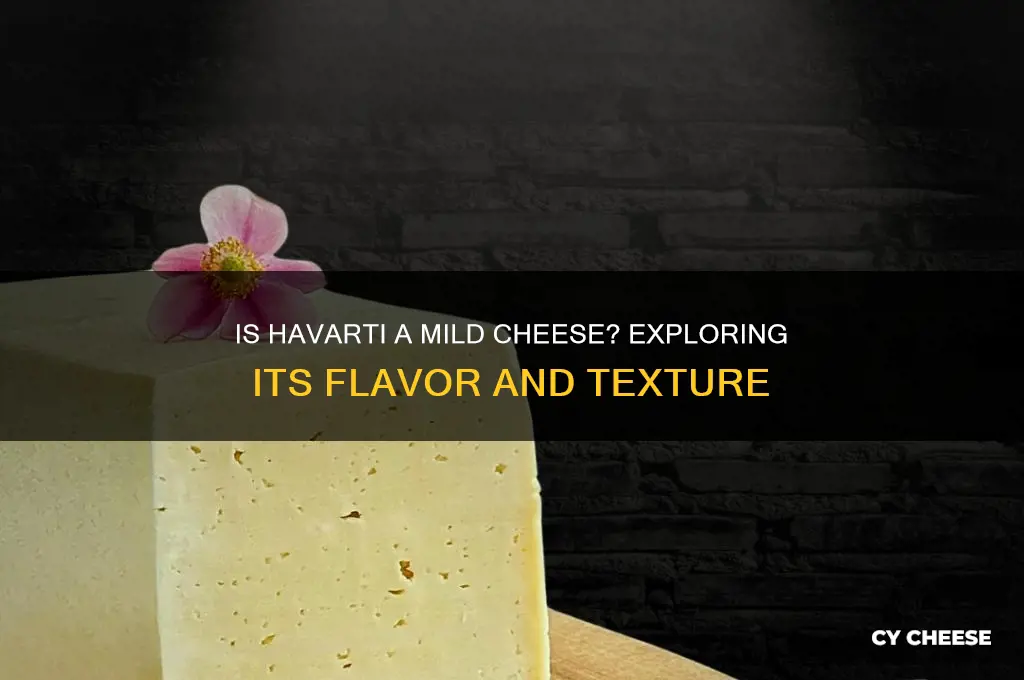 is havarti a mild cheese