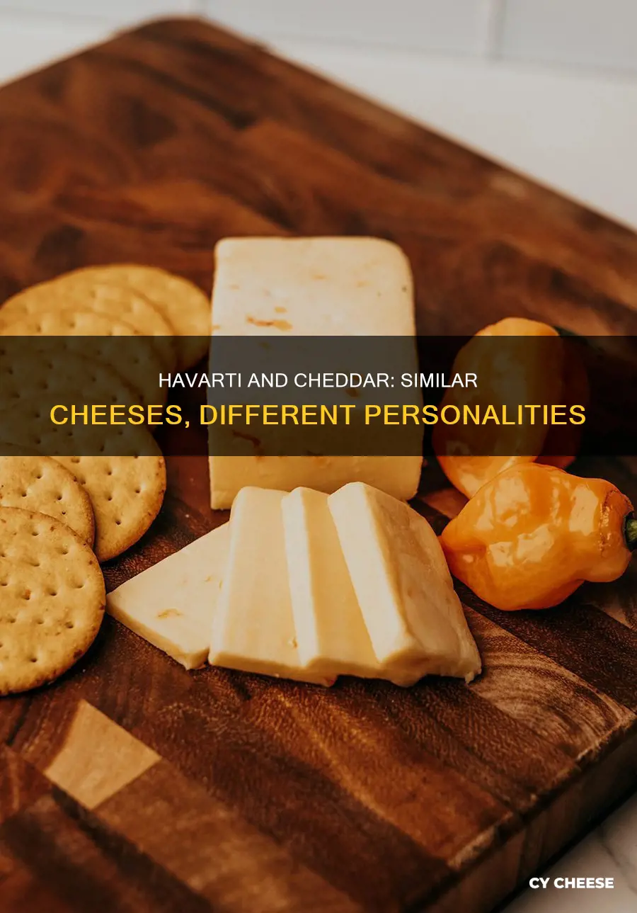is havarti cheese like cheddar