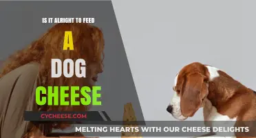 Can Dogs Eat Cheese? Safety, Benefits, and Risks Explained