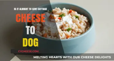 Can Dogs Eat Cottage Cheese? Benefits, Risks, and Serving Tips