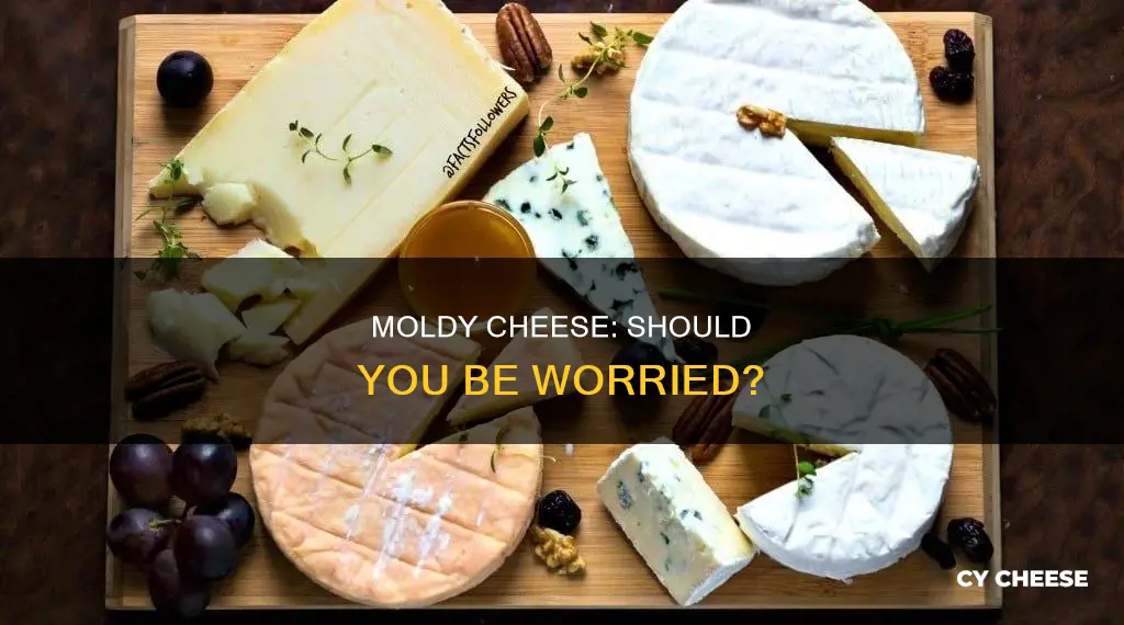 is it bad if i ate moldy cheese