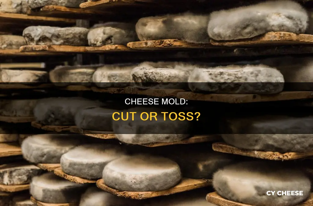 is it bad to cut mold off cheese