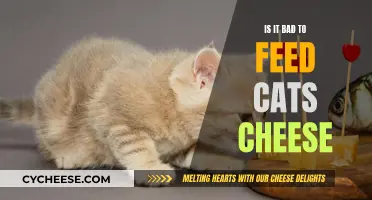 Cheese and Cats: A Risky Combination?