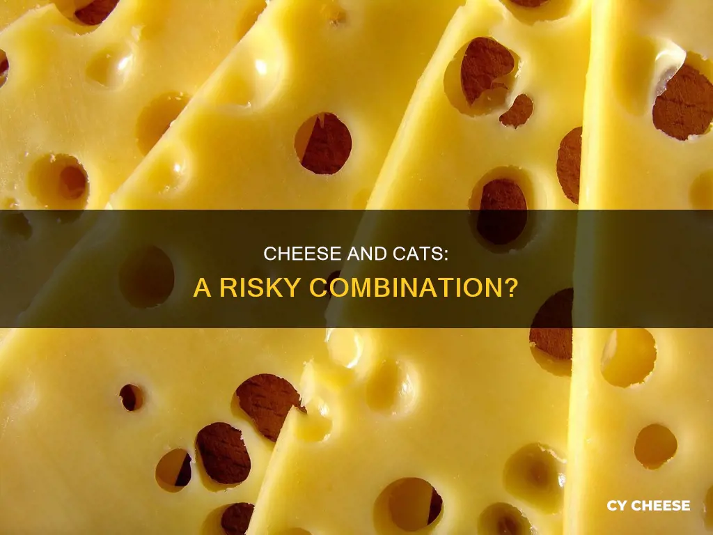 is it bad to feed cats cheese