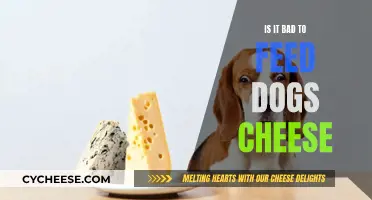 Cheese and Dogs: A Healthy Treat or Not?