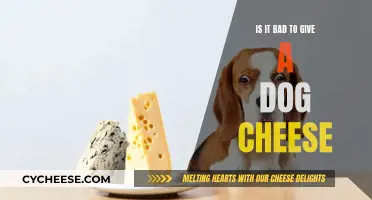 Cheese and Dogs: A Risky Treat?