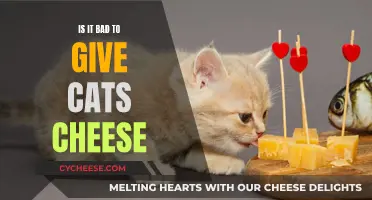 Cheese and Cats: A Bad Mix?