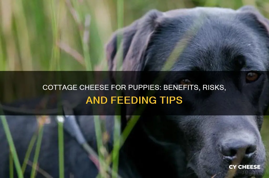 is it good to feed you puppies cottage cheese