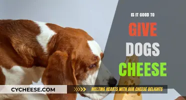 Can Dogs Eat Cheese? Benefits, Risks, and Safe Serving Tips