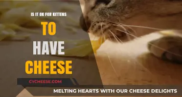 Can Kittens Eat Cheese? Understanding Feline Dietary Needs and Risks