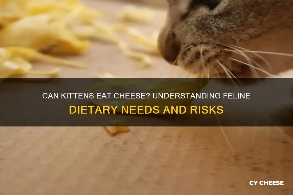 is it ok for kittens to have cheese