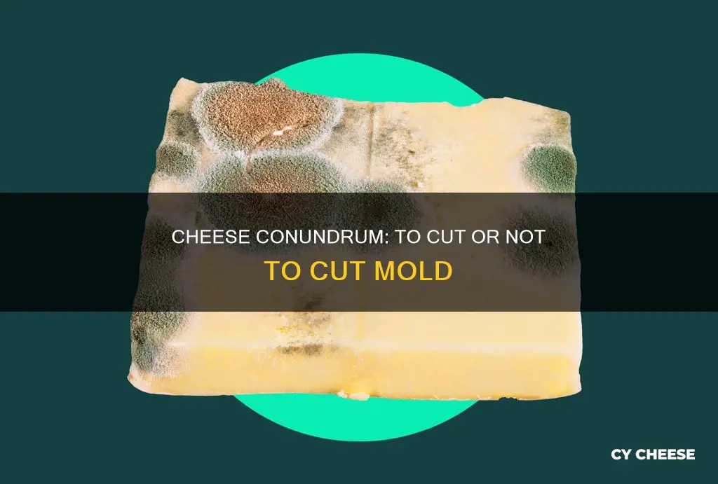 is it ok to cut mold off cheddar cheese