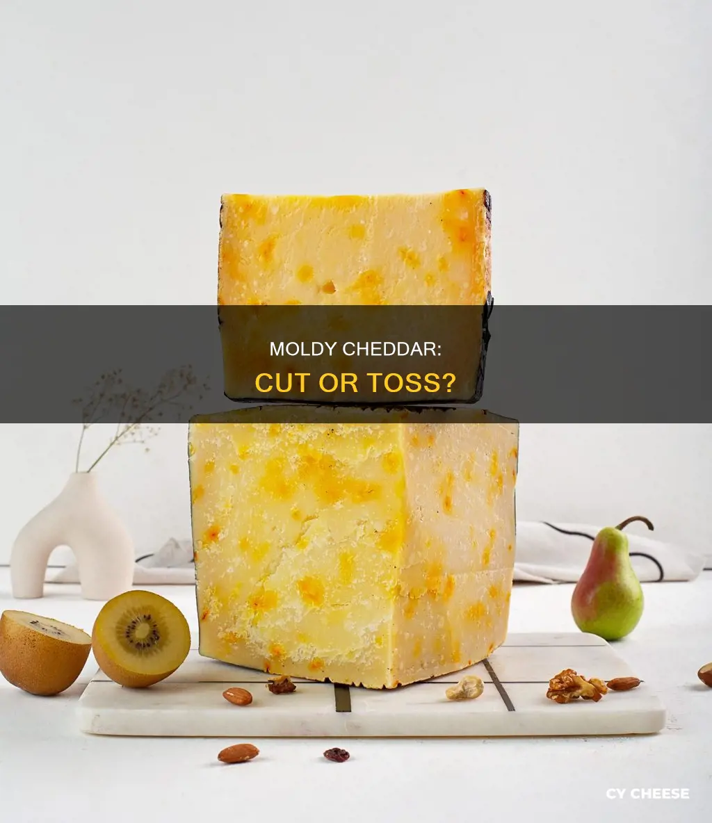 is it ok to cut mold off cheddar cheese