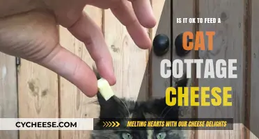 Can Cats Eat Cottage Cheese? A Safe Snack or Risky Treat?