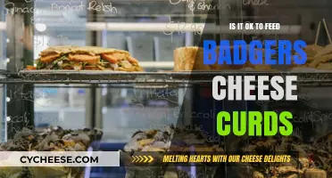 Can Badgers Safely Enjoy Cheese Curds? Expert Insights Revealed