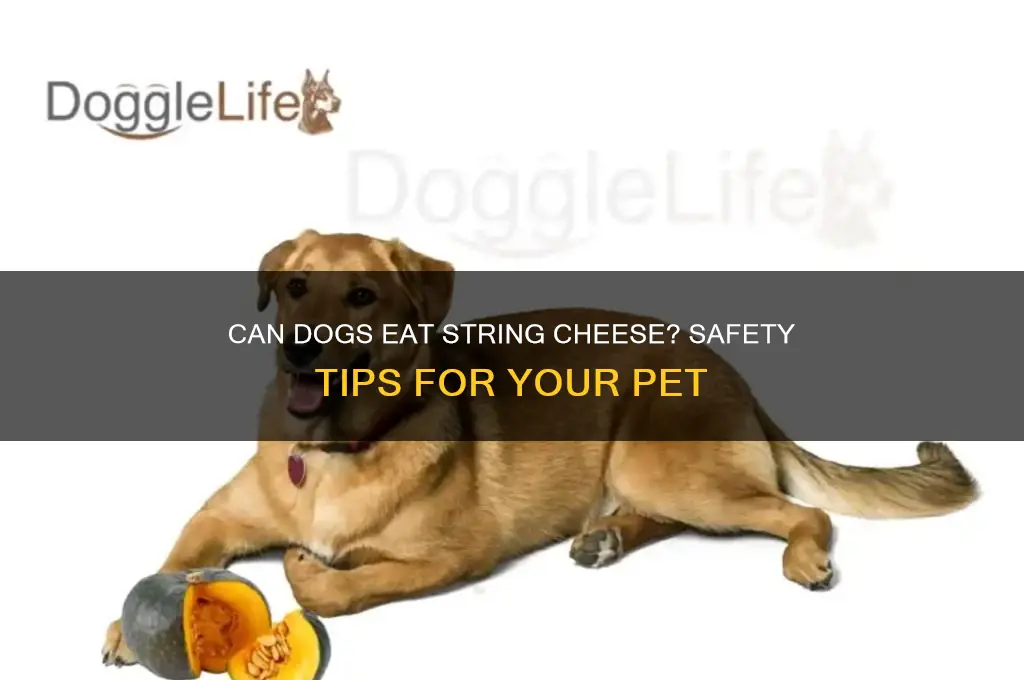 is it ok to feed dogs string cheese