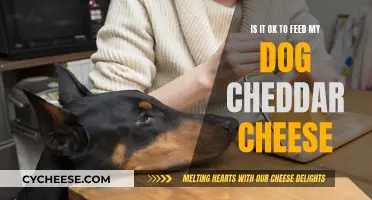 Cheese Please? Feeding Cheddar to Your Dog