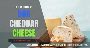Cheddar Cheese: A Healthy Treat for Your Dog?