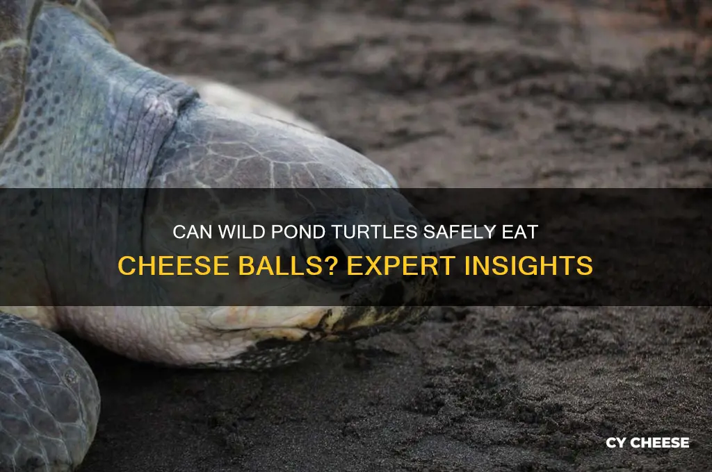 is it ok to feed wild pond turtles cheese balls