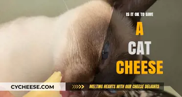 Can Cats Eat Cheese? Understanding the Risks and Benefits