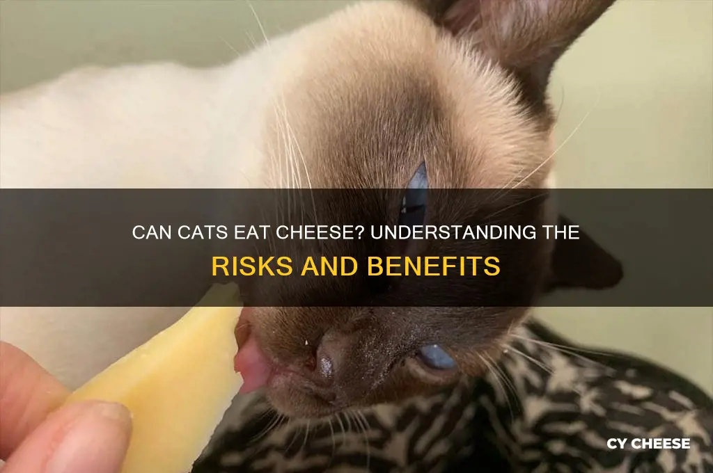is it ok to give a cat cheese