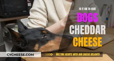 Can Dogs Safely Enjoy Cheddar Cheese?