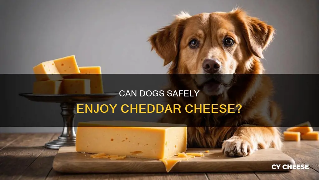 is it ok to give dogs cheddar cheese