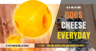 Can Dogs Eat Cheese Daily? Vet-Approved Tips for Safe Feeding