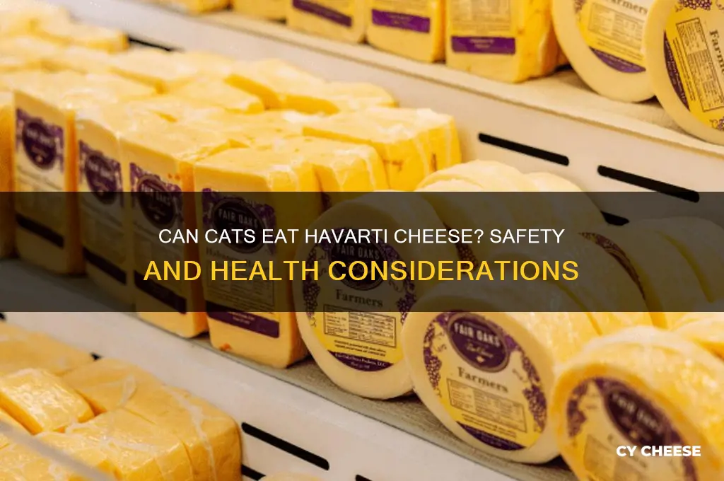 is it ok to give your cat havarti cheese