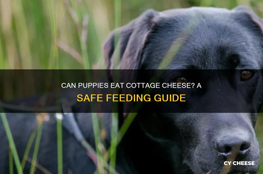 is it okay to give puppies cottage cheese