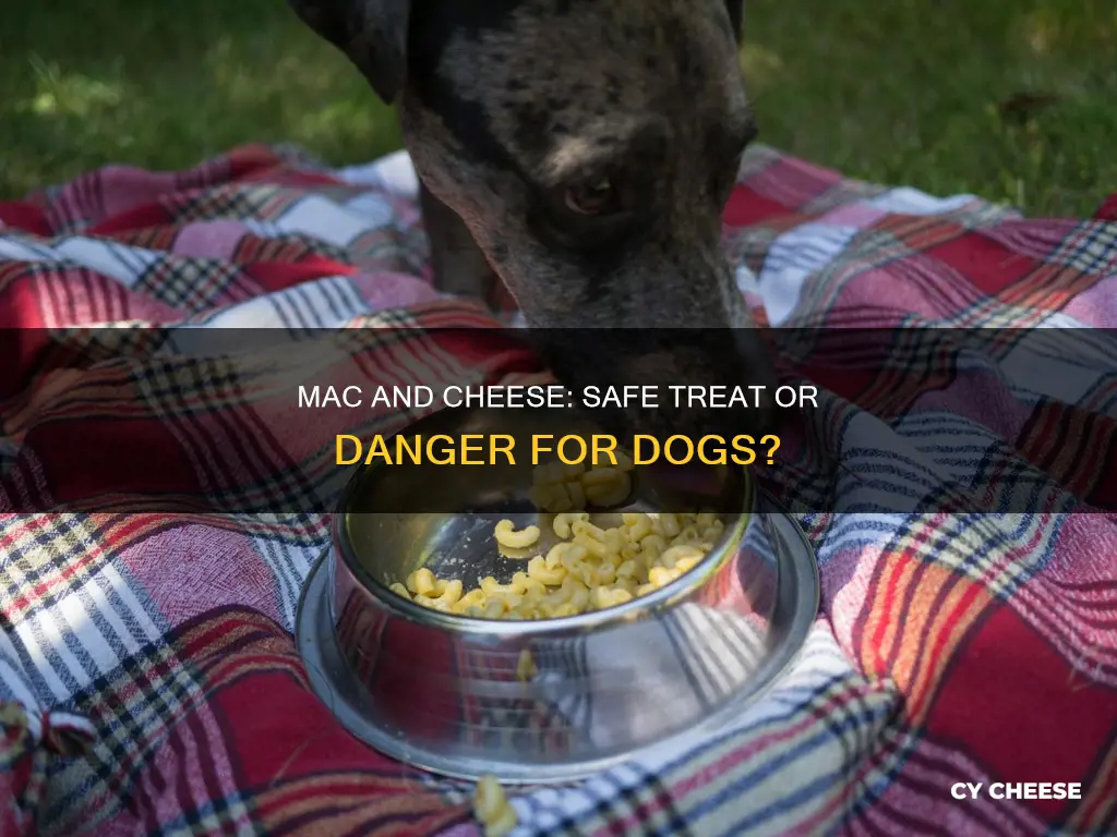 is it safe to give my dog macaroni and cheese