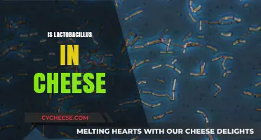 Lactobacillus in Cheese: Unveiling Its Role, Benefits, and Presence