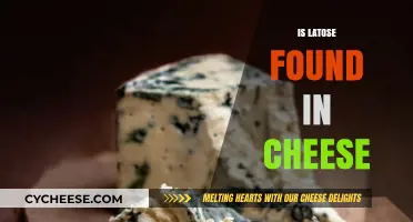 Does Cheese Contain Lactose? A Guide to Cheese and Dairy Sensitivity