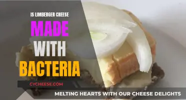 Limburger Cheese: A Stinky Delicacy Made With Bacteria